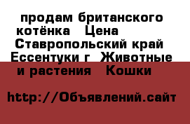 продам британского котёнка › Цена ­ 2 500 - Ставропольский край, Ессентуки г. Животные и растения » Кошки   